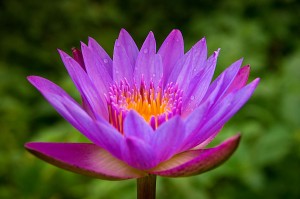 Fleur de lotus