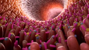 Le côlon - Cabinet Jun Li - Bien-être traditionnel chinois