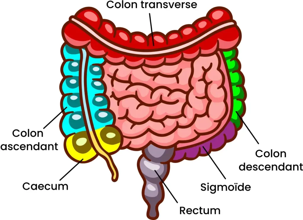 Illustration de l'anatomie du côlon avec ses différents segments - Cabinet Jun Li - Bien-être traditionnel chinois
