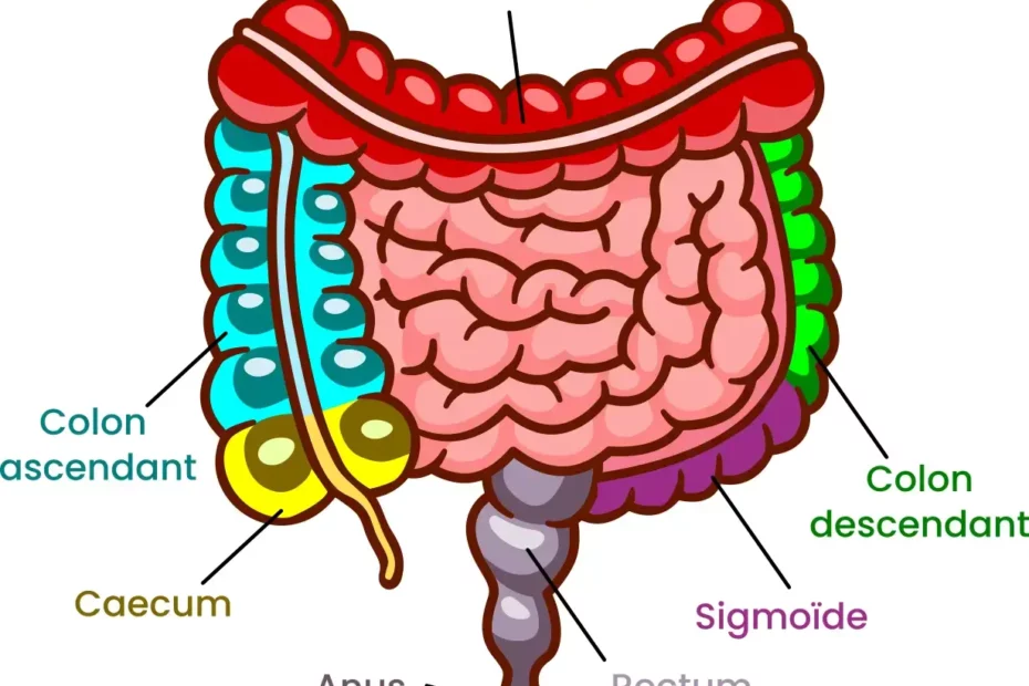 Illustration de l'anatomie du côlon avec ses différents segments - Cabinet Jun Li - Bien-être traditionnel chinois