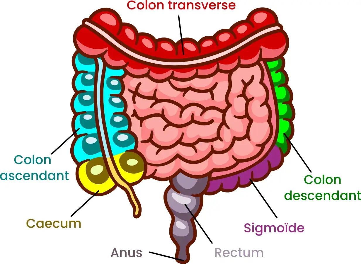 Illustration de l’anatomie du côlon avec ses différents segments – Cabinet Jun Li – Bien-être traditionnel chinois