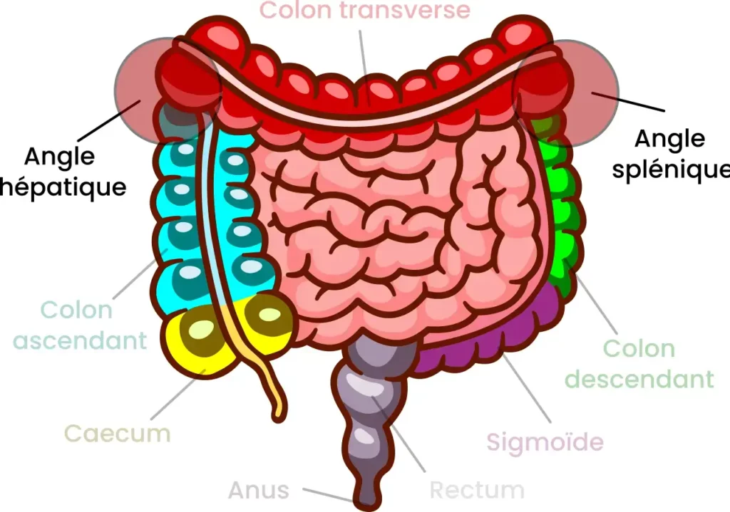 Illustration des angles hépatiques et splenique du côlon - Cabinet Jun Li - Bien-être traditionnel chinois
